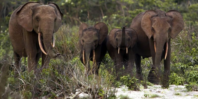 https://www.afrik21.africa/gabon-le-changement-climatique-affame-les-elephants-du-parc-de-la-lope/